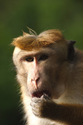 Toque Macaque