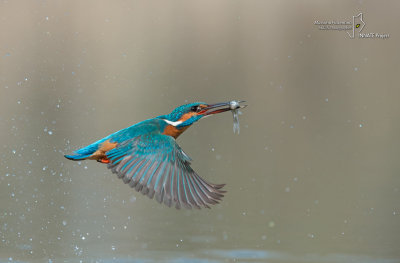 Kingfisher