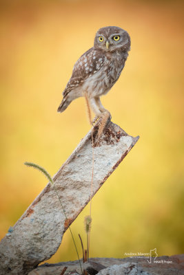 Little Owl