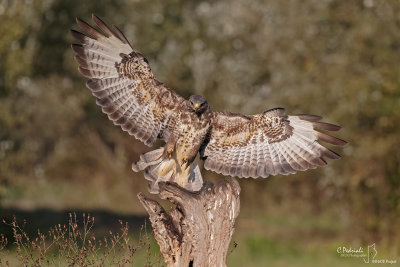 Common Buzzard-Valli di Argenta