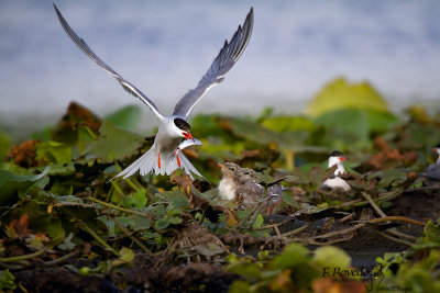 Common Tern-Ultima Frontiera