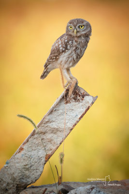 Little Owl-Cascina Spinola