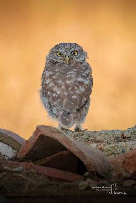 Little Owl-Cascina Spinola