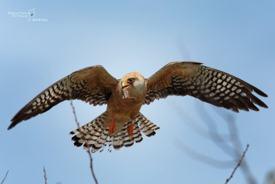 Red-footed Falcon-ULTIMA FRONTIERA