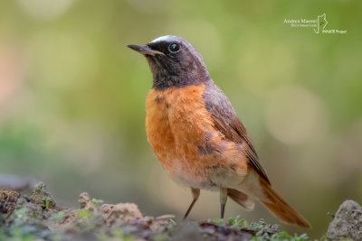 Redstart-SKUA'S HEADQUARTERS