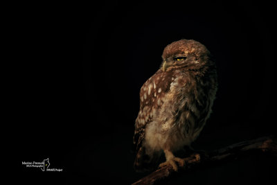 Little Owl-CASCINA SPINOLA