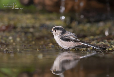 long-tailed Tit-SKUA'S HEADQUARTERS