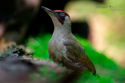 Green Woodpecker-SKUA'S HEADQUARTERS