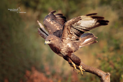 Common Buzzard