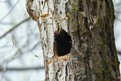 Black Woodpecker