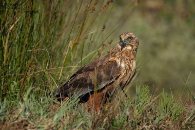 Western Marsh Harrier
