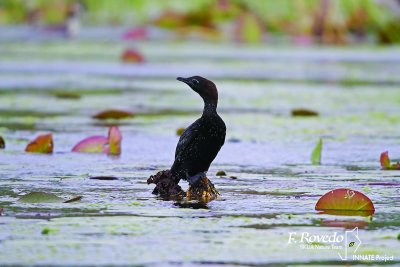 Pygmy Cormorant