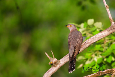 Common Cuckoo