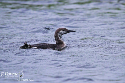 Black-throated loon