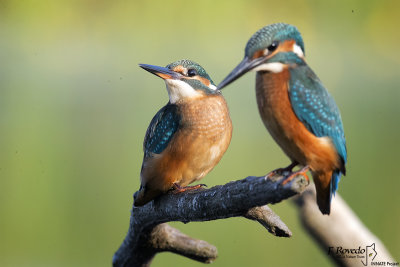 Kingfisher
