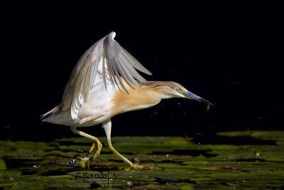 Squacco Heron