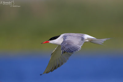 Common Tern