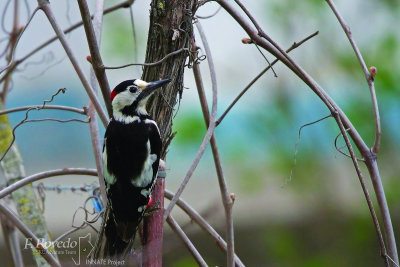 Syrian woodpecker