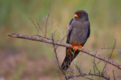 Red-footed falcon