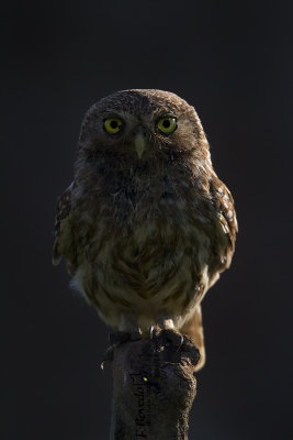 Little Owl