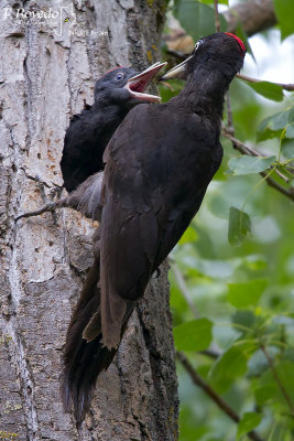 Black Woodpecker