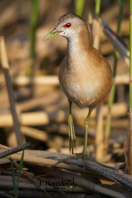 Little Crake