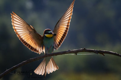 European bee-eater