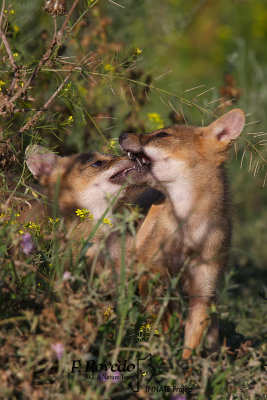 Golden Jackal