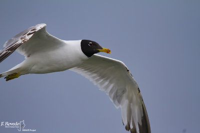 Great Black-Headed Gull