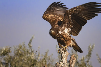 White-tailed Eagle