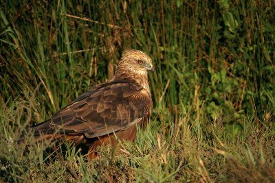 Western Marsh Harrier