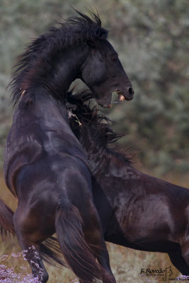 Letea's Wild horse