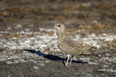 Collared Pratincole