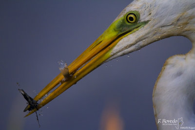 Great Egret