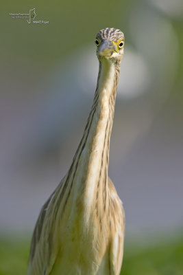 Squacco Heron 