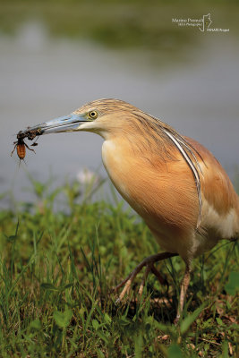 Squacco Heron