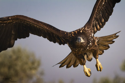 White-tailed Eagle