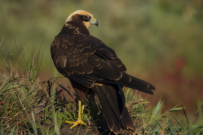Western Marsh Harrier
