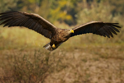White-tailed Eagle