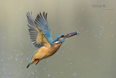 Kingfisher