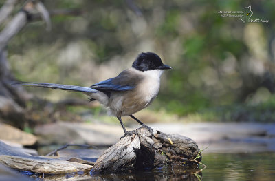 Azure-winged Magpie