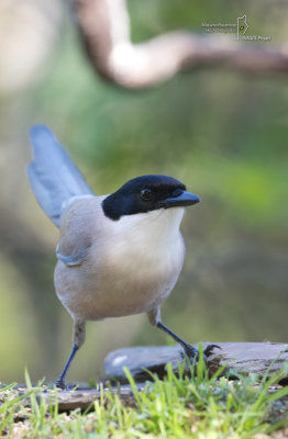 Azure-winged Magpie