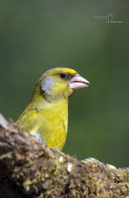 Greenfinch