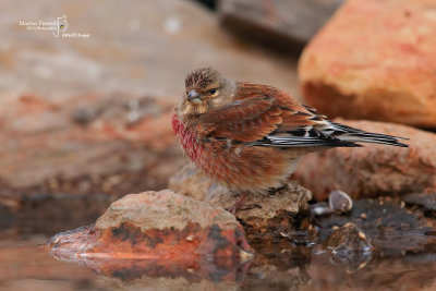 Linnet