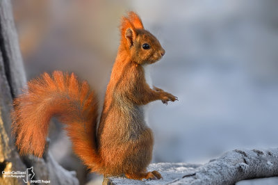 Red Squirrell