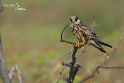 Red-footed falcon