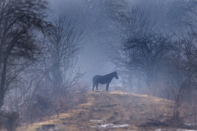 Letea's Wild horse