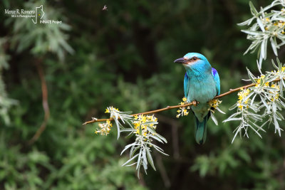 European Roller