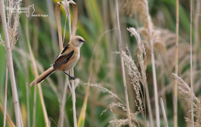 Bearded reedling