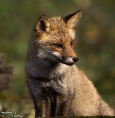 Red Fox- La Mandria